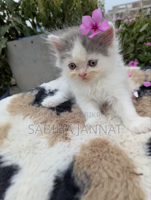 0-1 Month Female Purebred Persian