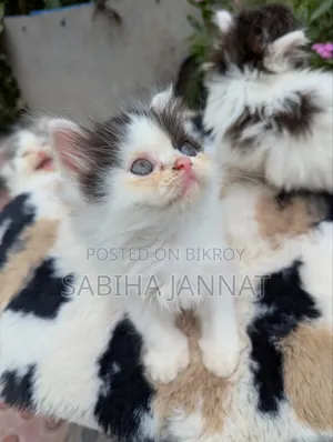0-1 Month Female Purebred Persian