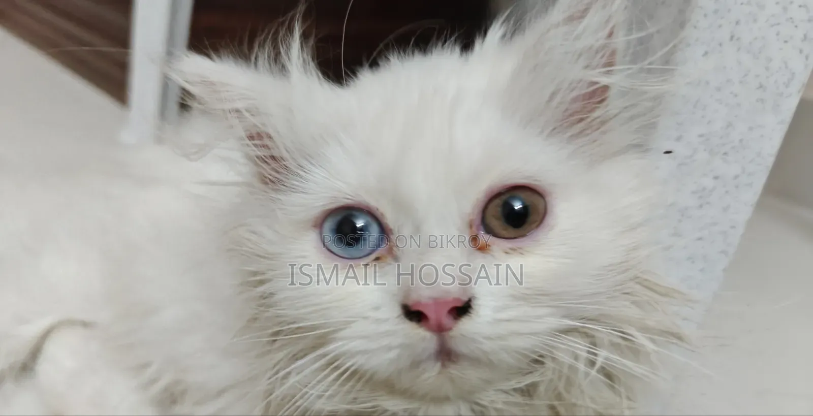 1-3 Months Female Purebred Persian