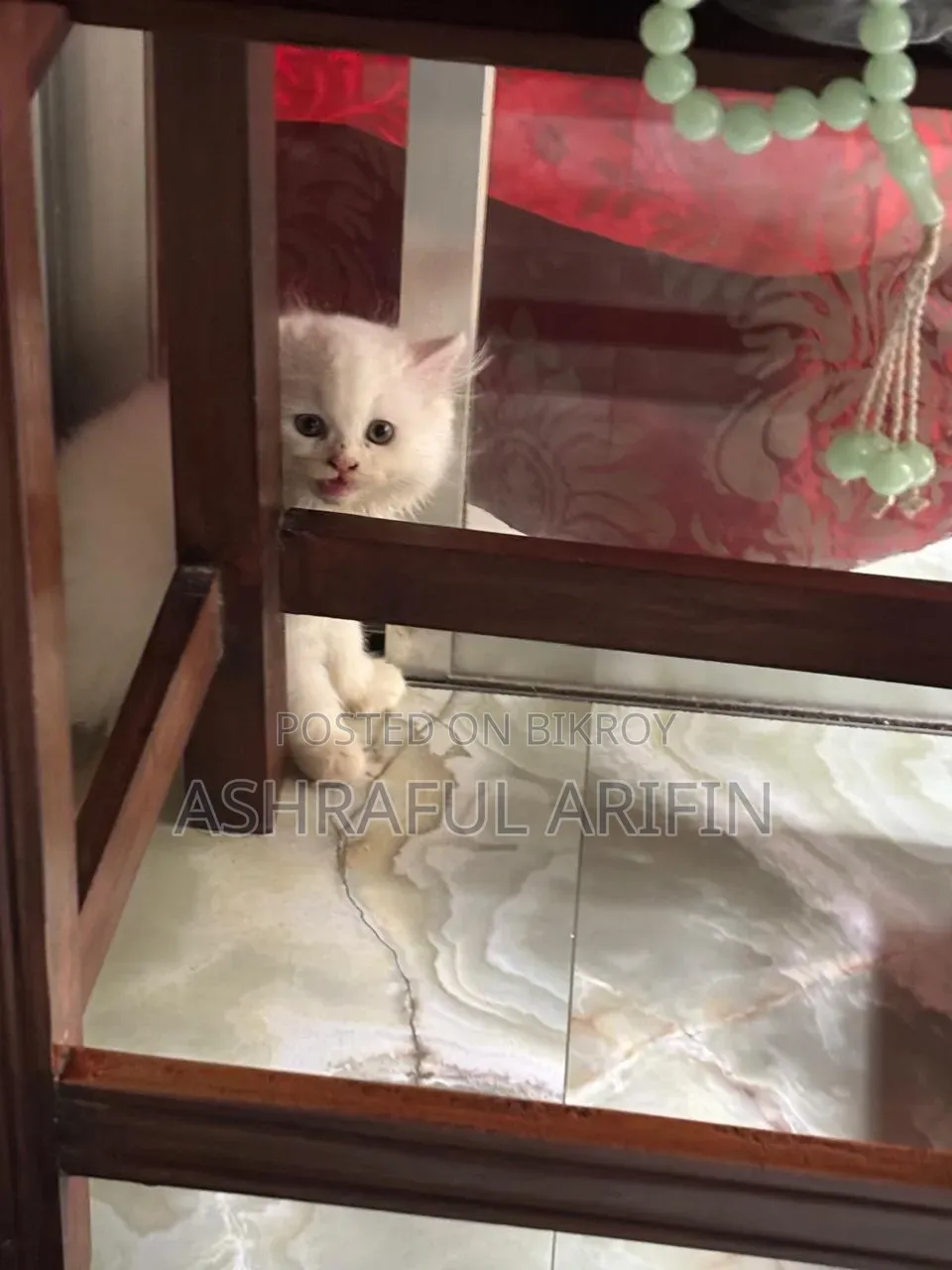 1-3 Months Male Purebred Persian
