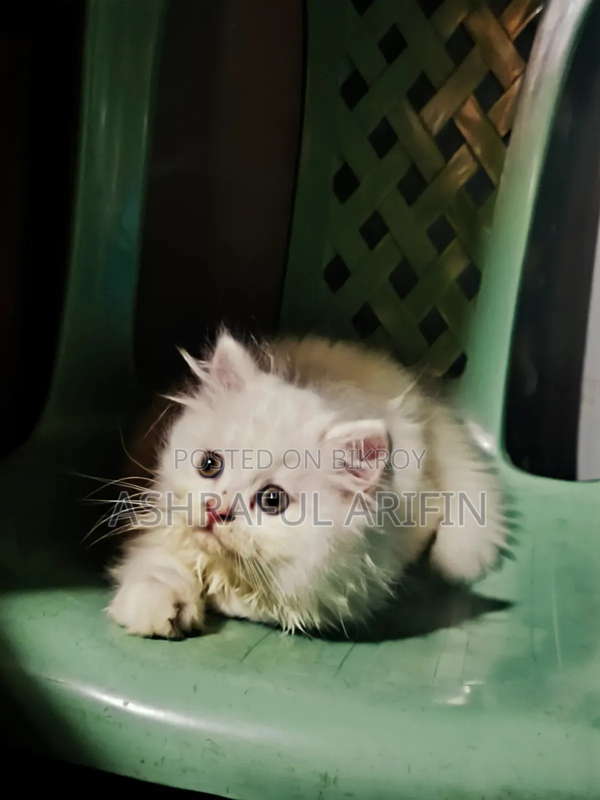 1-3 Months Male Purebred Persian