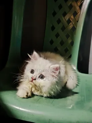 1-3 Months Male Purebred Persian