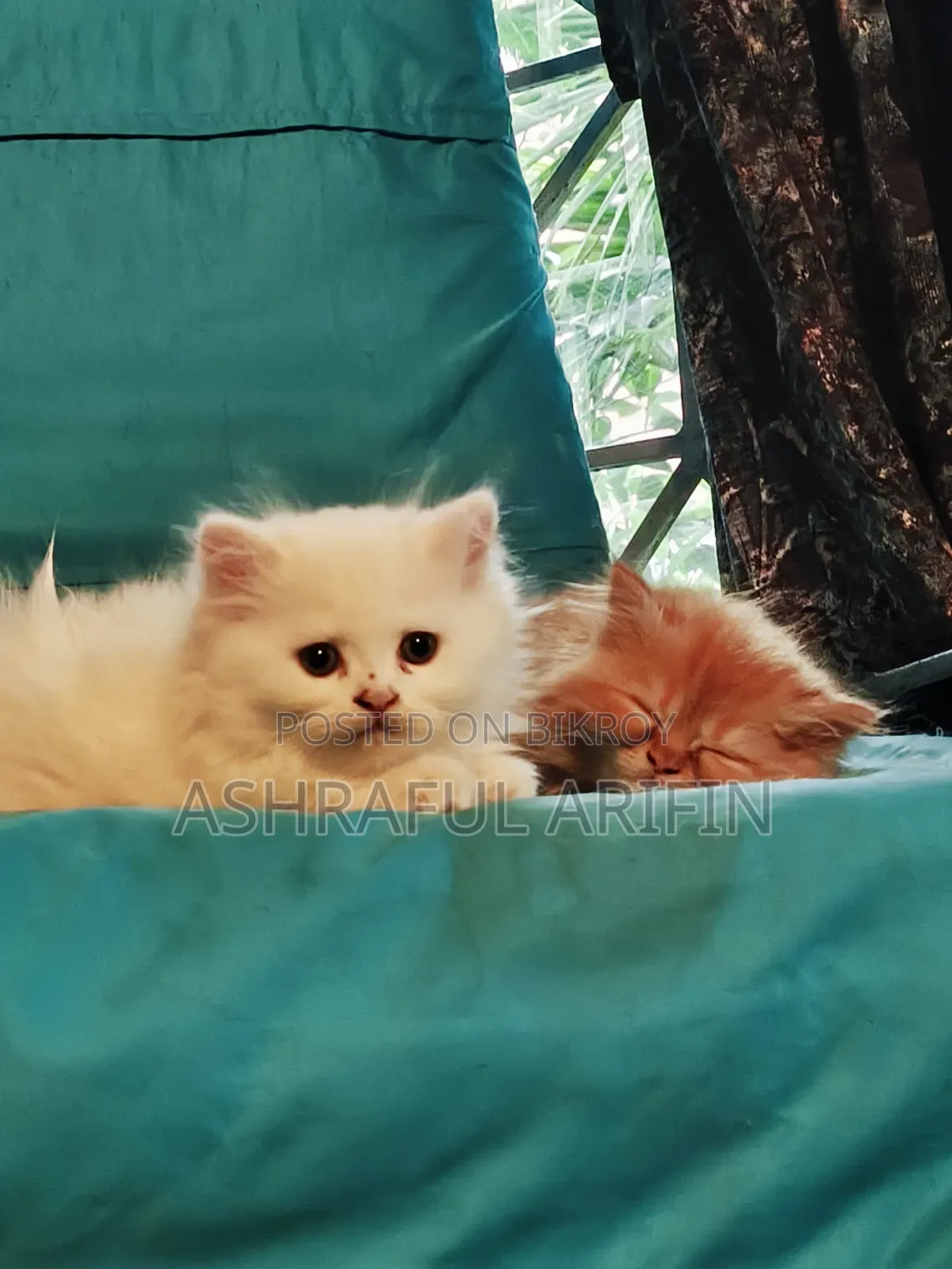 1-3 Months Male Purebred Persian