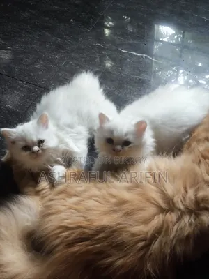 1-3 Months Male Purebred Persian