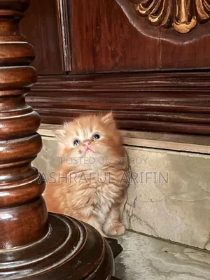 1-3 Months Male Purebred Persian