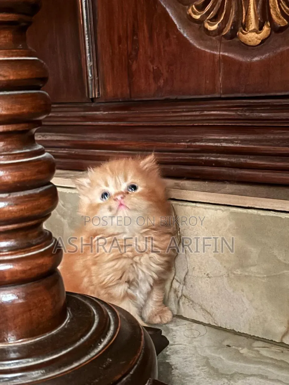1-3 Months Male Purebred Persian