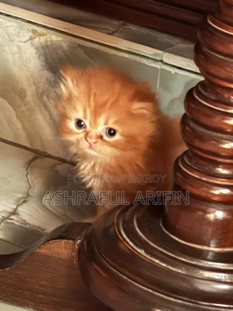 1-3 Months Male Purebred Persian