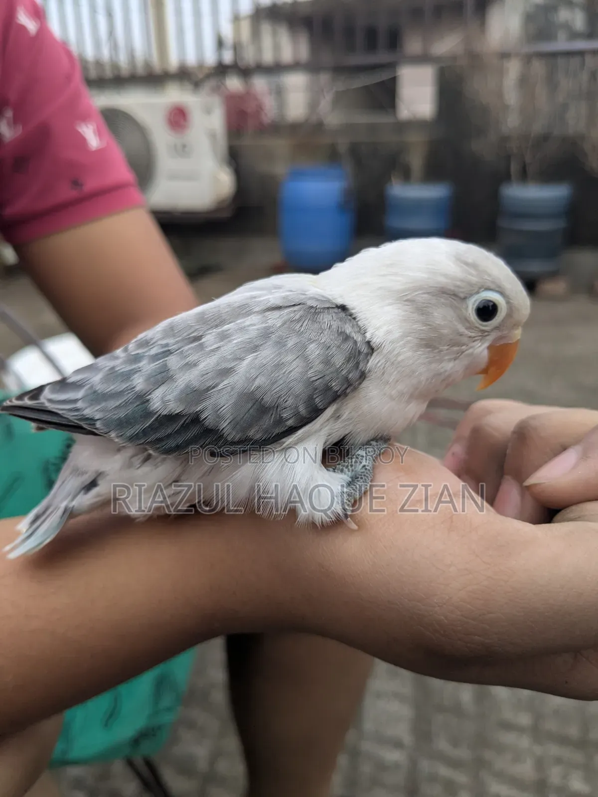 Love Bird Tame Size Baby Top Quality