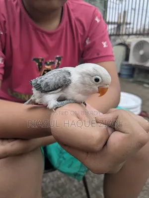 Love Bird Tame Size Baby Top Quality