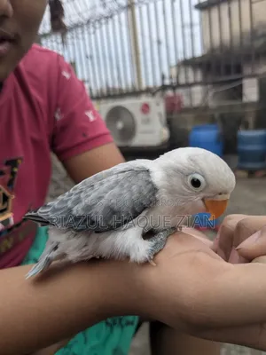 Love Bird Tame Size Baby Top Quality
