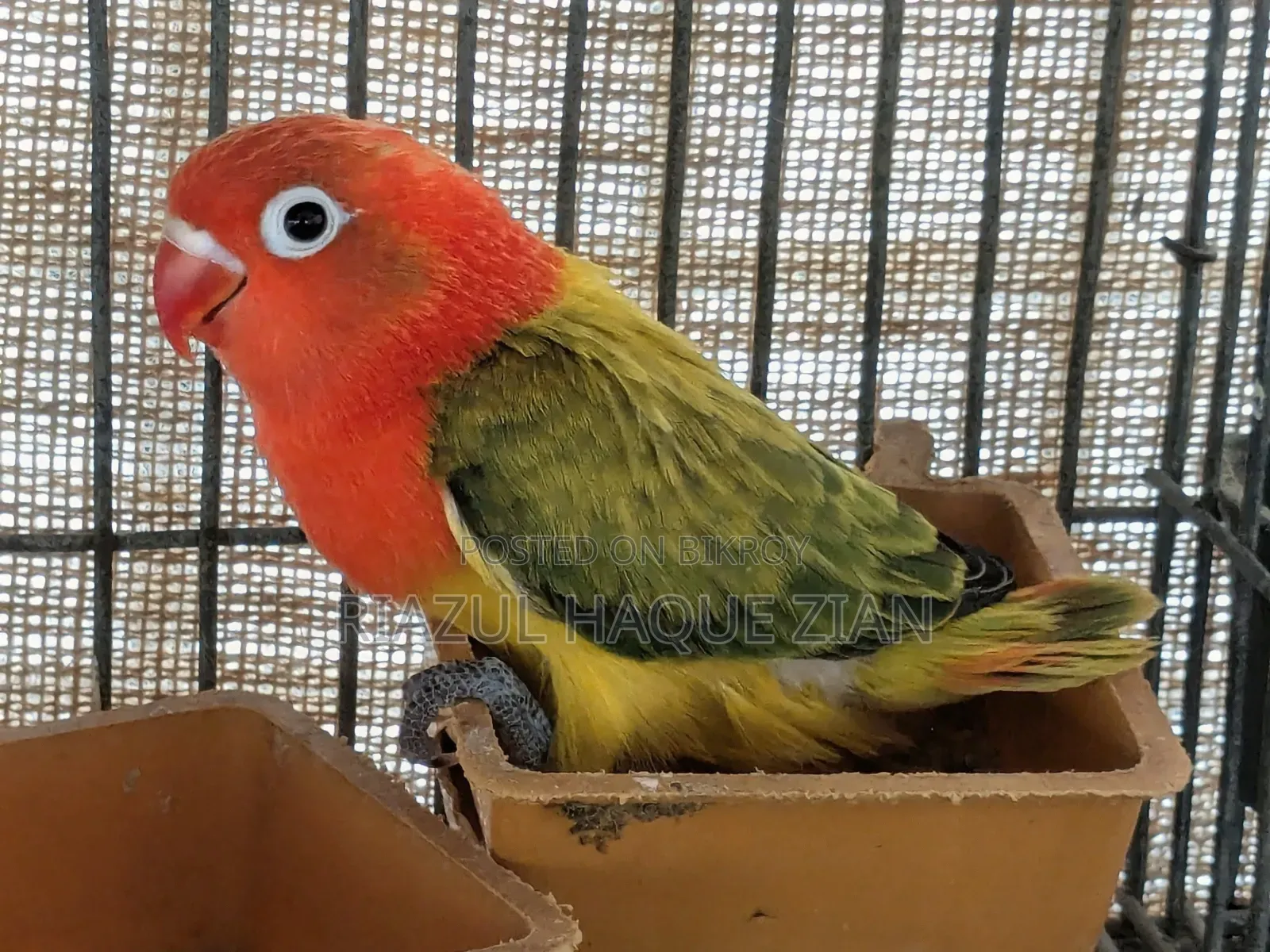 Love Bird Tame Size Baby Top Quality