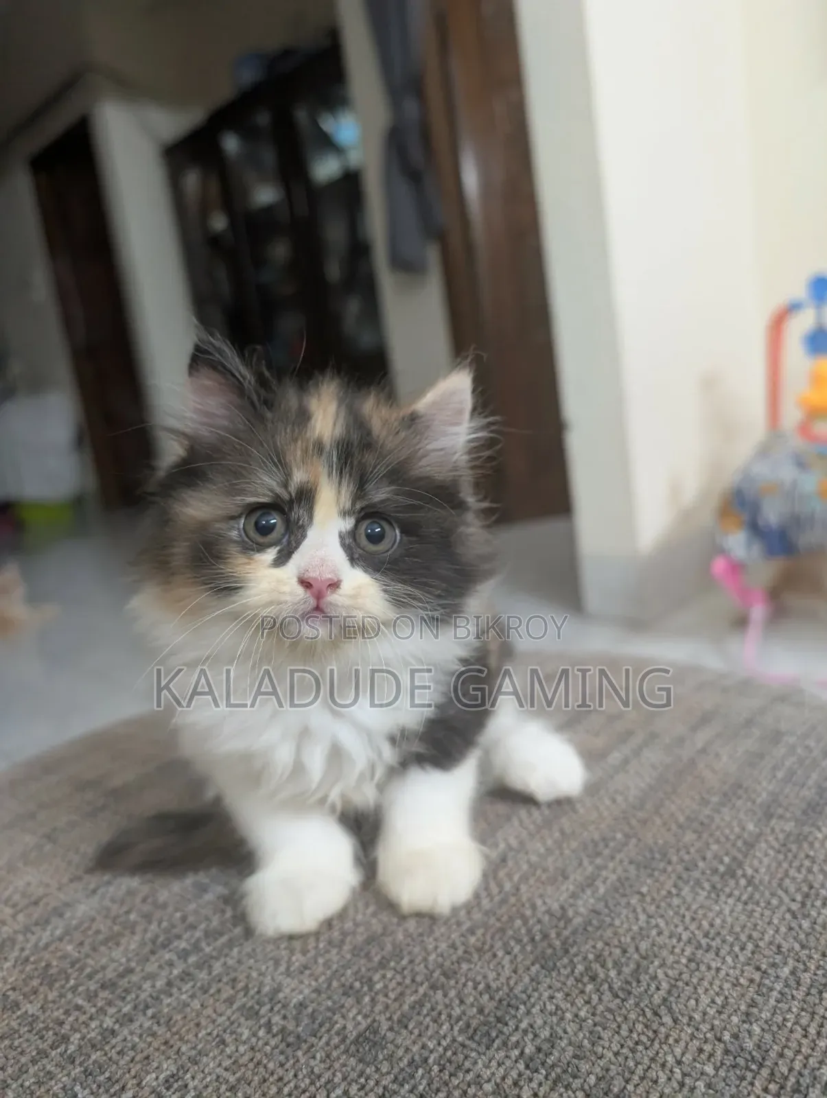 1-3 Months Female Purebred Persian