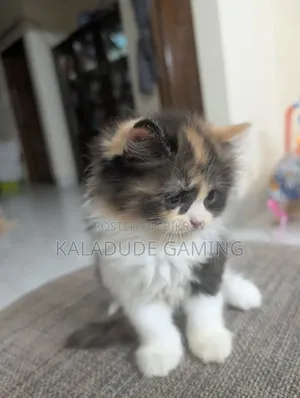 1-3 Months Female Purebred Persian