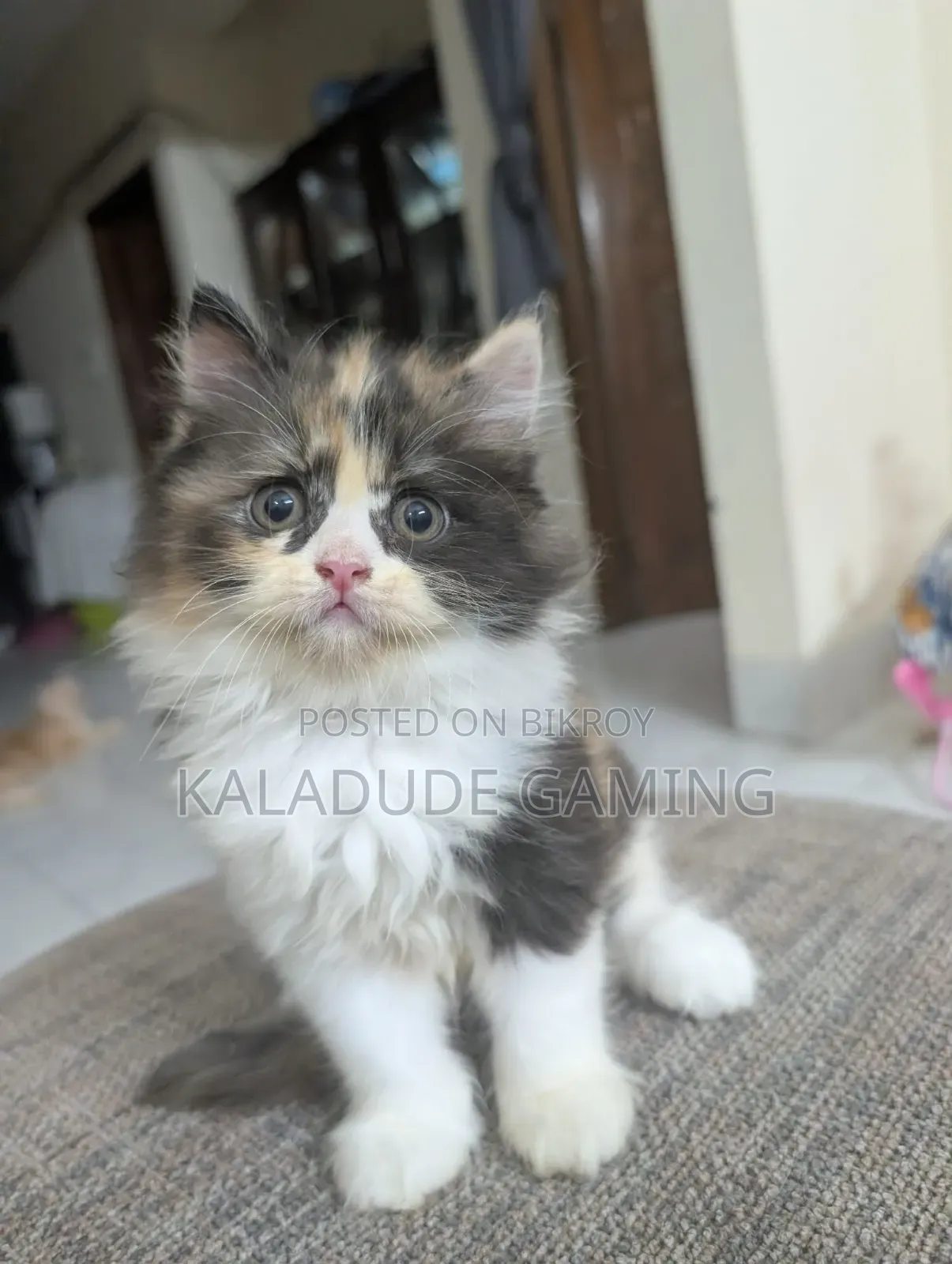1-3 Months Female Purebred Persian