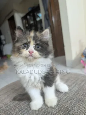 1-3 Months Female Purebred Persian