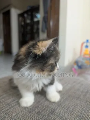 1-3 Months Female Purebred Persian