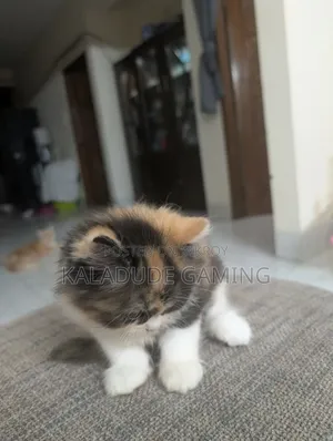 1-3 Months Female Purebred Persian