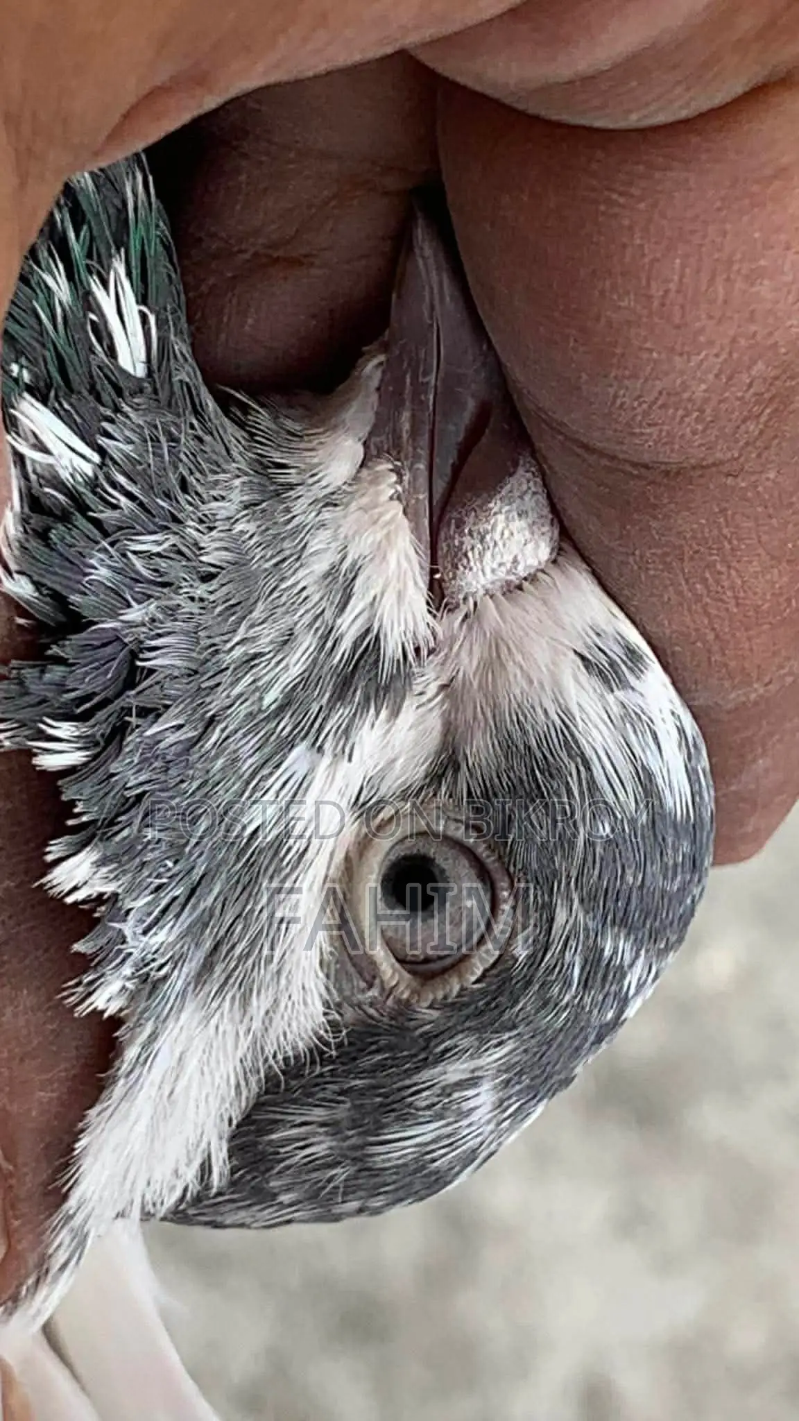 Iranian Giriraj Pigeon