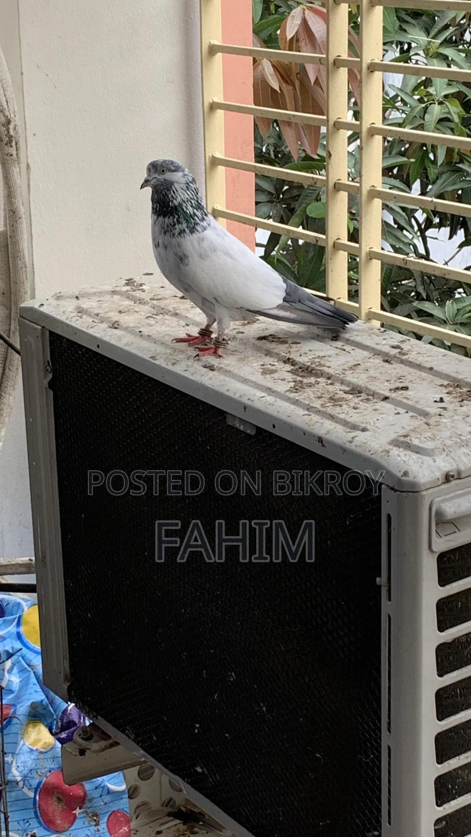 Iranian Giriraj Pigeon