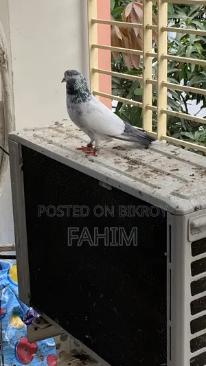 Iranian Giriraj Pigeon