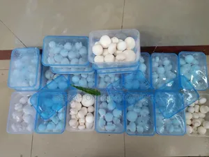 Oyster Mushroom Button Mushroom