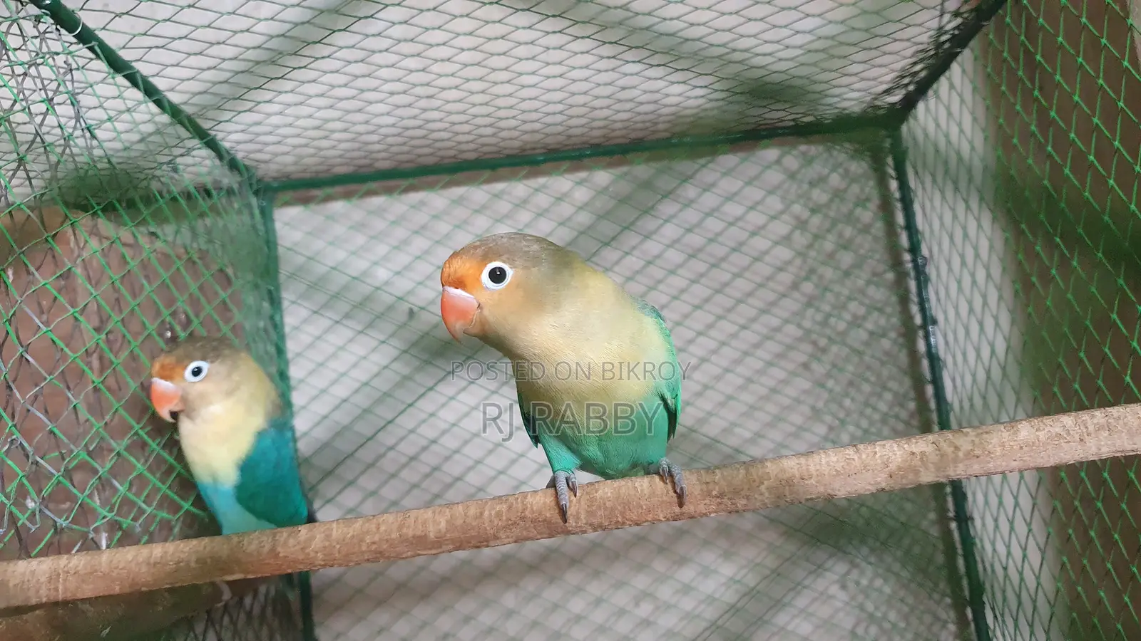 Perblue Opaline Lovebird