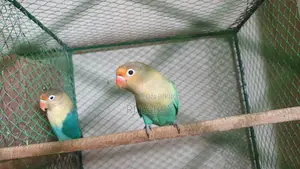 Perblue Opaline Lovebird
