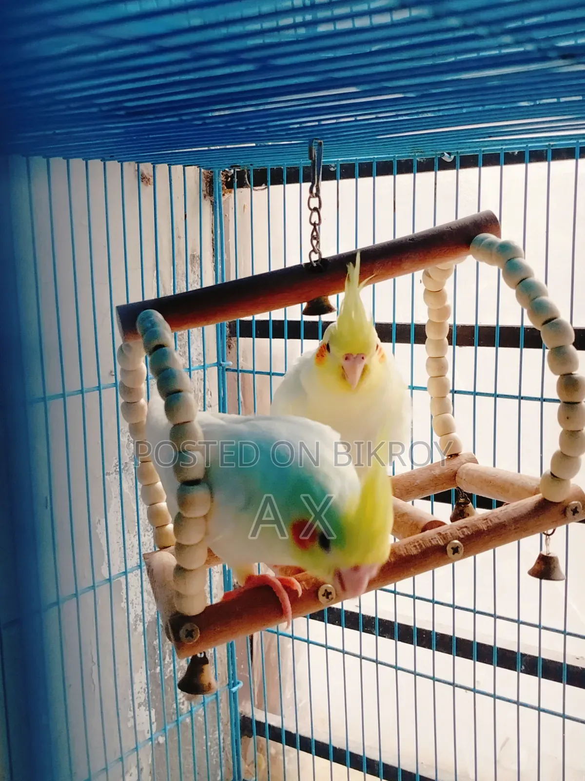 Cockatiel Baby