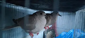 Khukhu Bird 1 pair 600. 2 pairs 1000