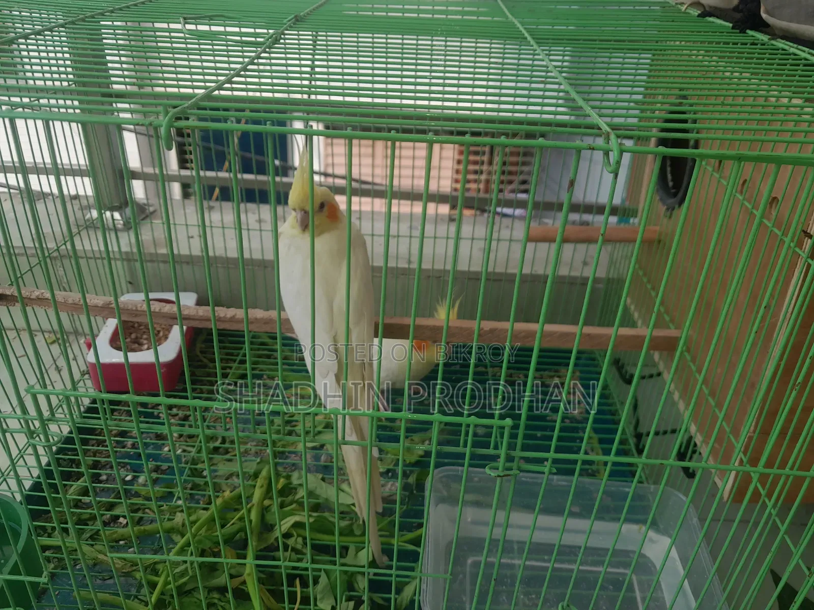 Cockatiel Bird