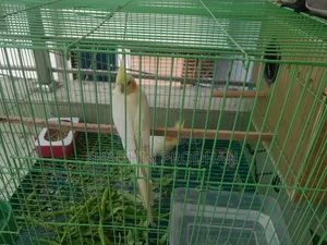 Cockatiel Bird