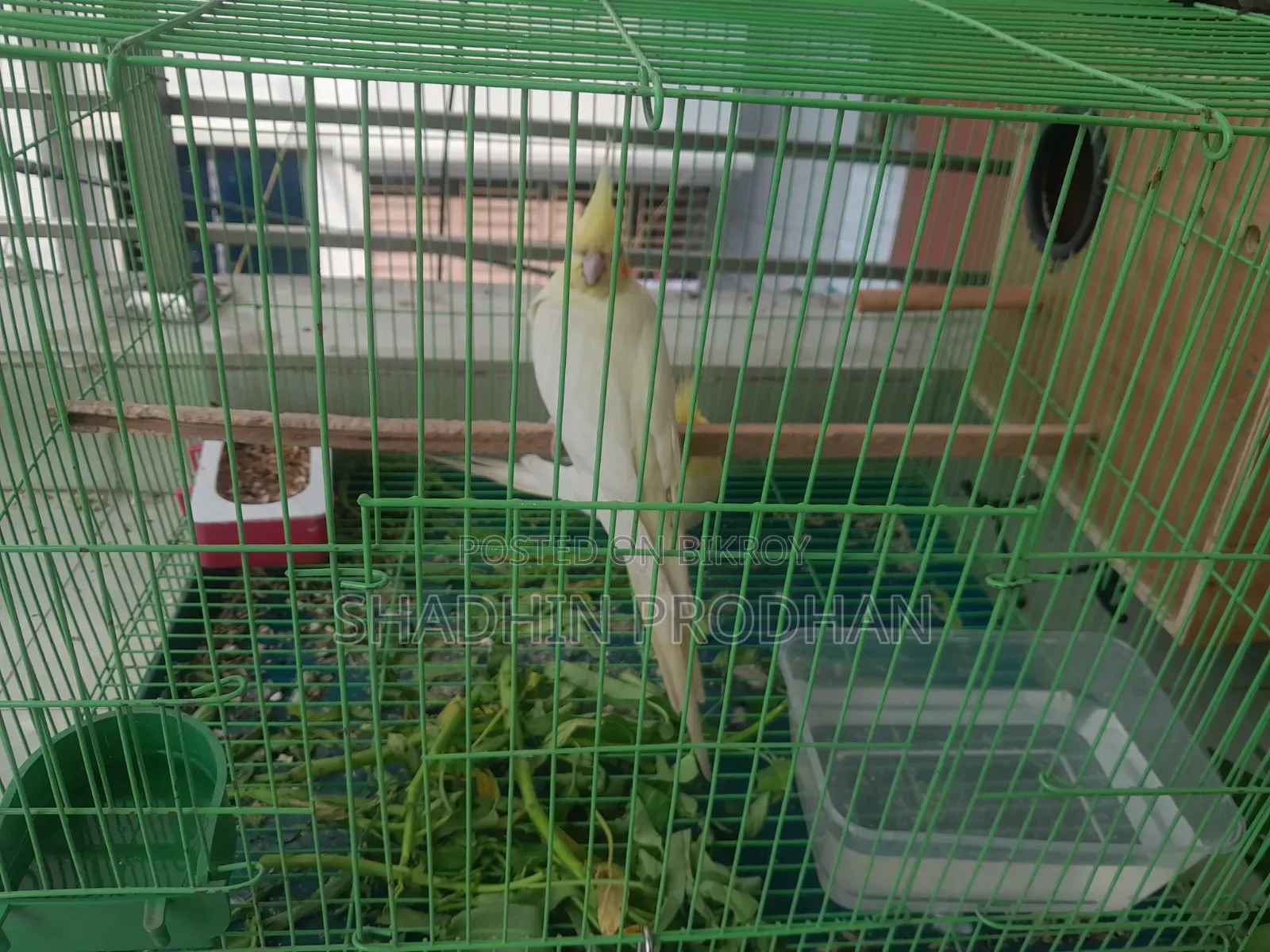 Cockatiel Bird