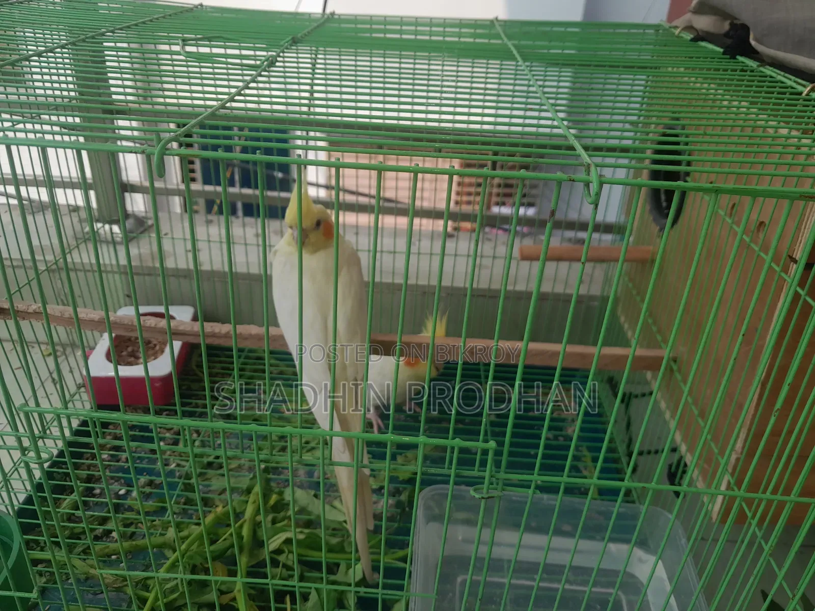 Cockatiel Bird