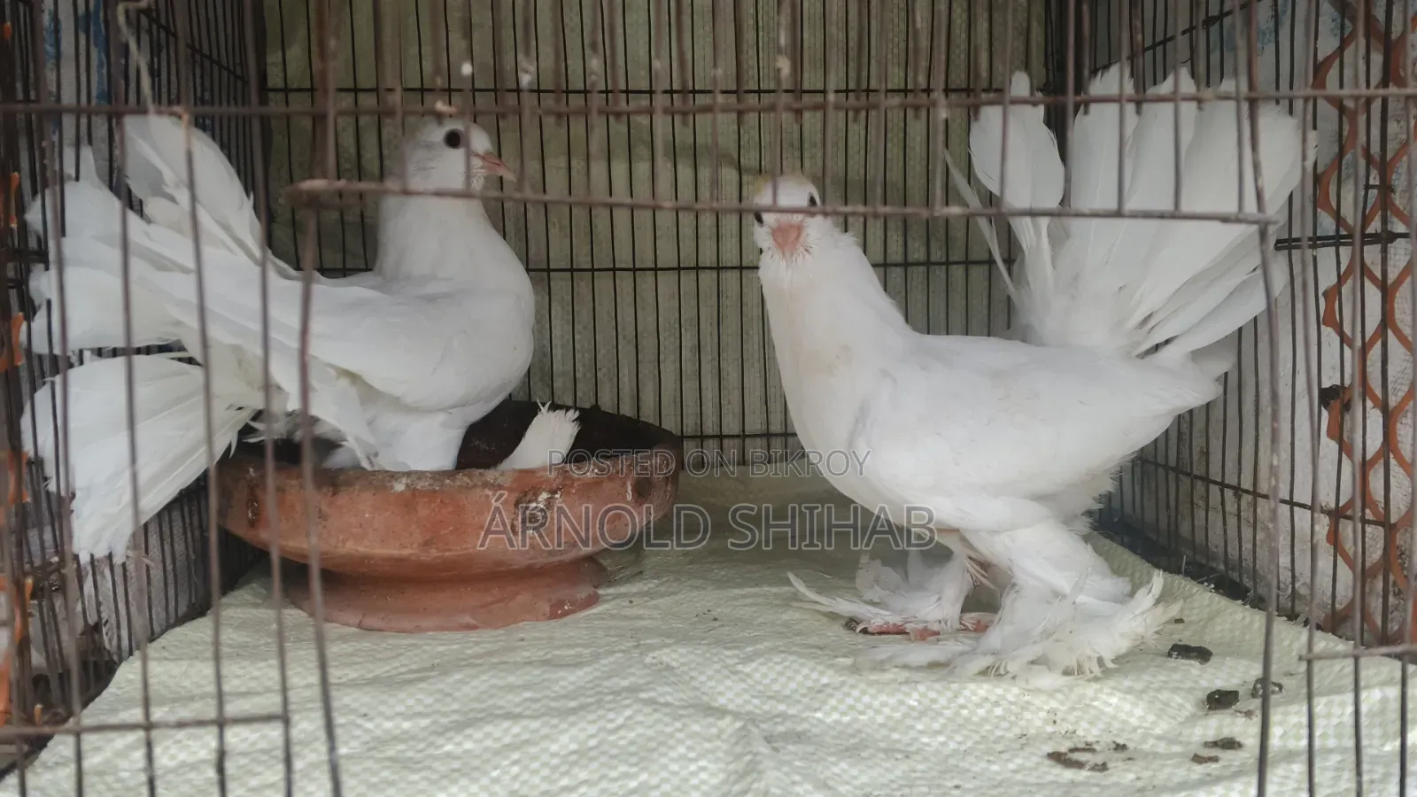 High-quality Lakha pigeon squabs