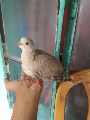 Dove bird chicks