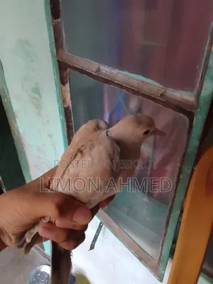 Dove bird chicks