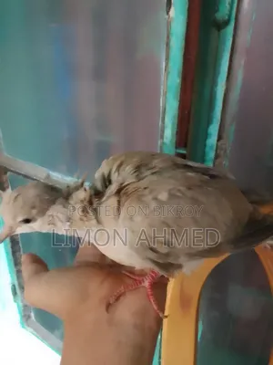 Dove bird chicks