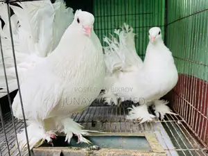 Running Lokkha Pigeon