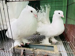 Running Lokkha Pigeon