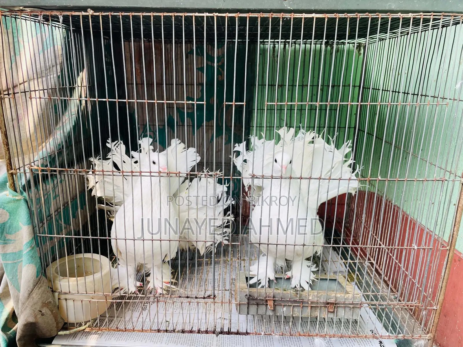 Running Lokkha Pigeon