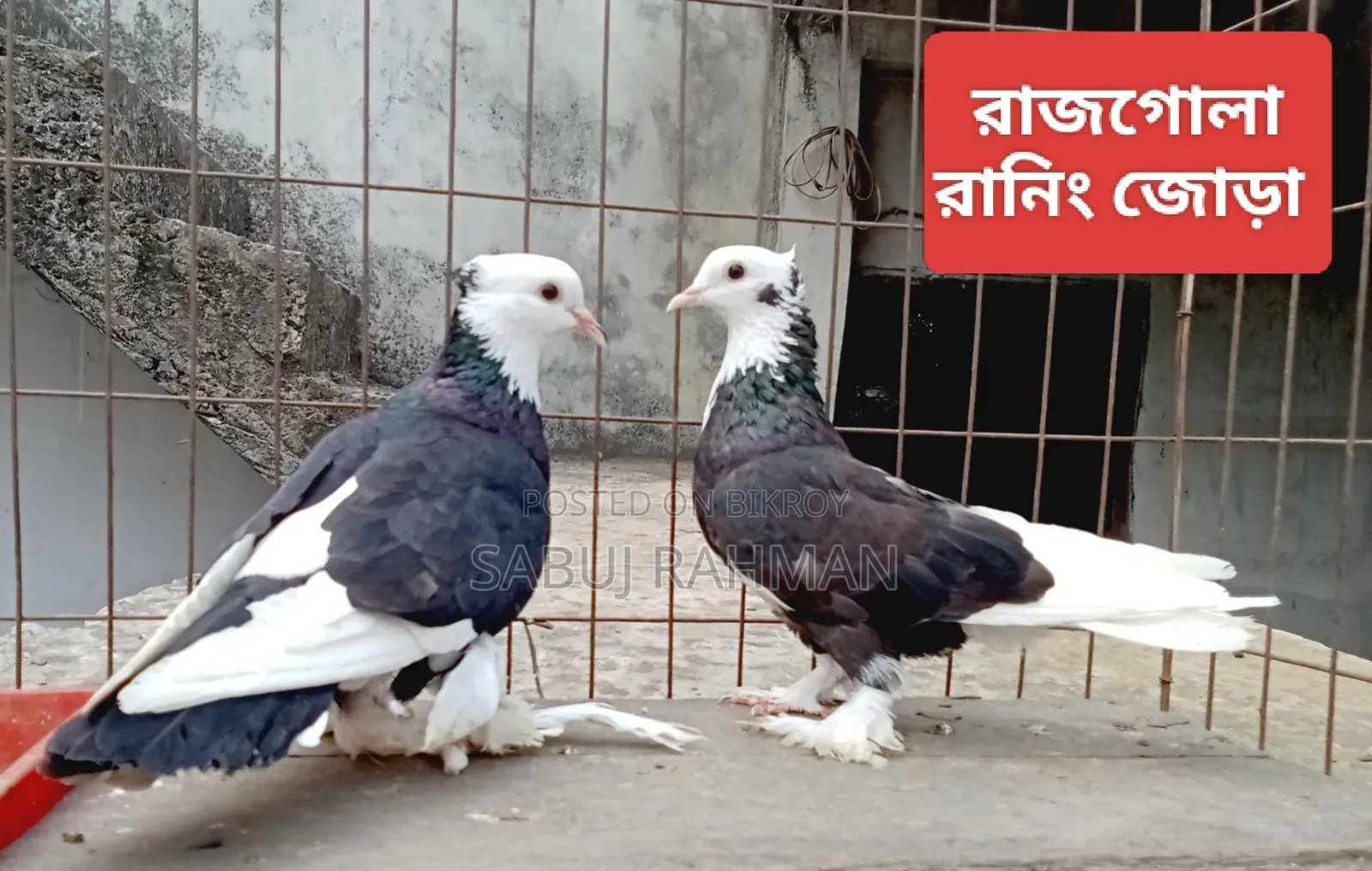 Rajgola, Kagji, Moyna Jak, Chuina Pigeons