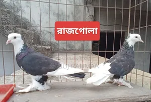 Rajgola, Kagji, Moyna Jak, Chuina Pigeons
