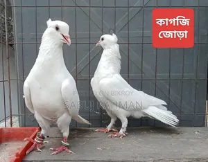 Rajgola, Kagji, Moyna Jak, Chuina Pigeons