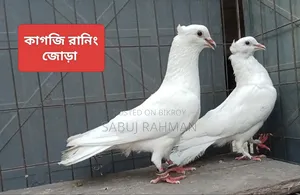 Rajgola, Kagji, Moyna Jak, Chuina Pigeons