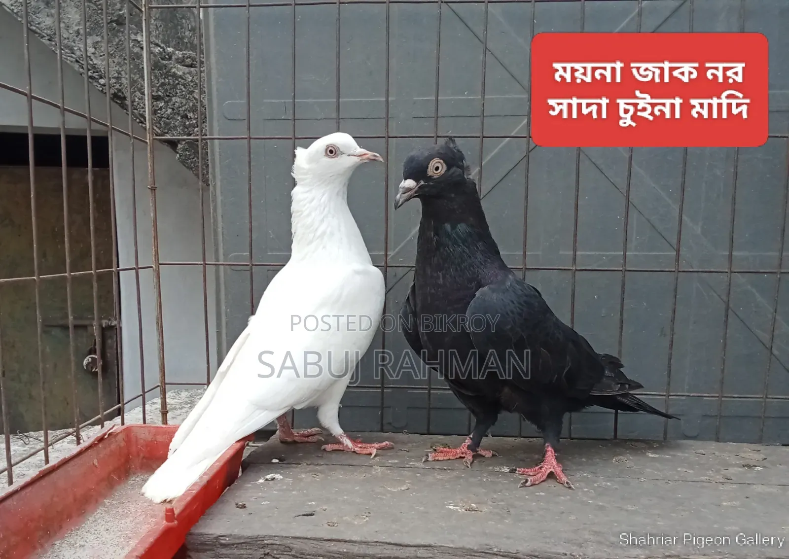 Rajgola, Kagji, Moyna Jak, Chuina Pigeons