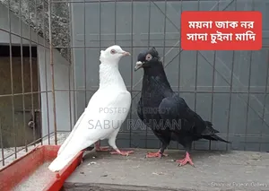 Rajgola, Kagji, Moyna Jak, Chuina Pigeons