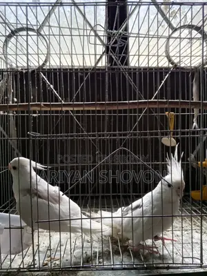 কোকাটৈল পাখি .