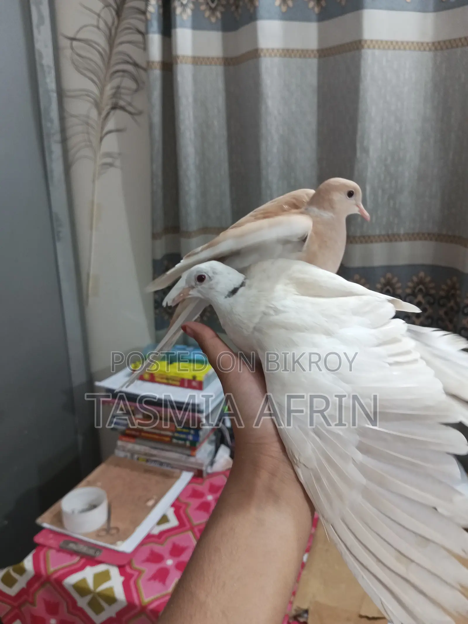 Australian Dove