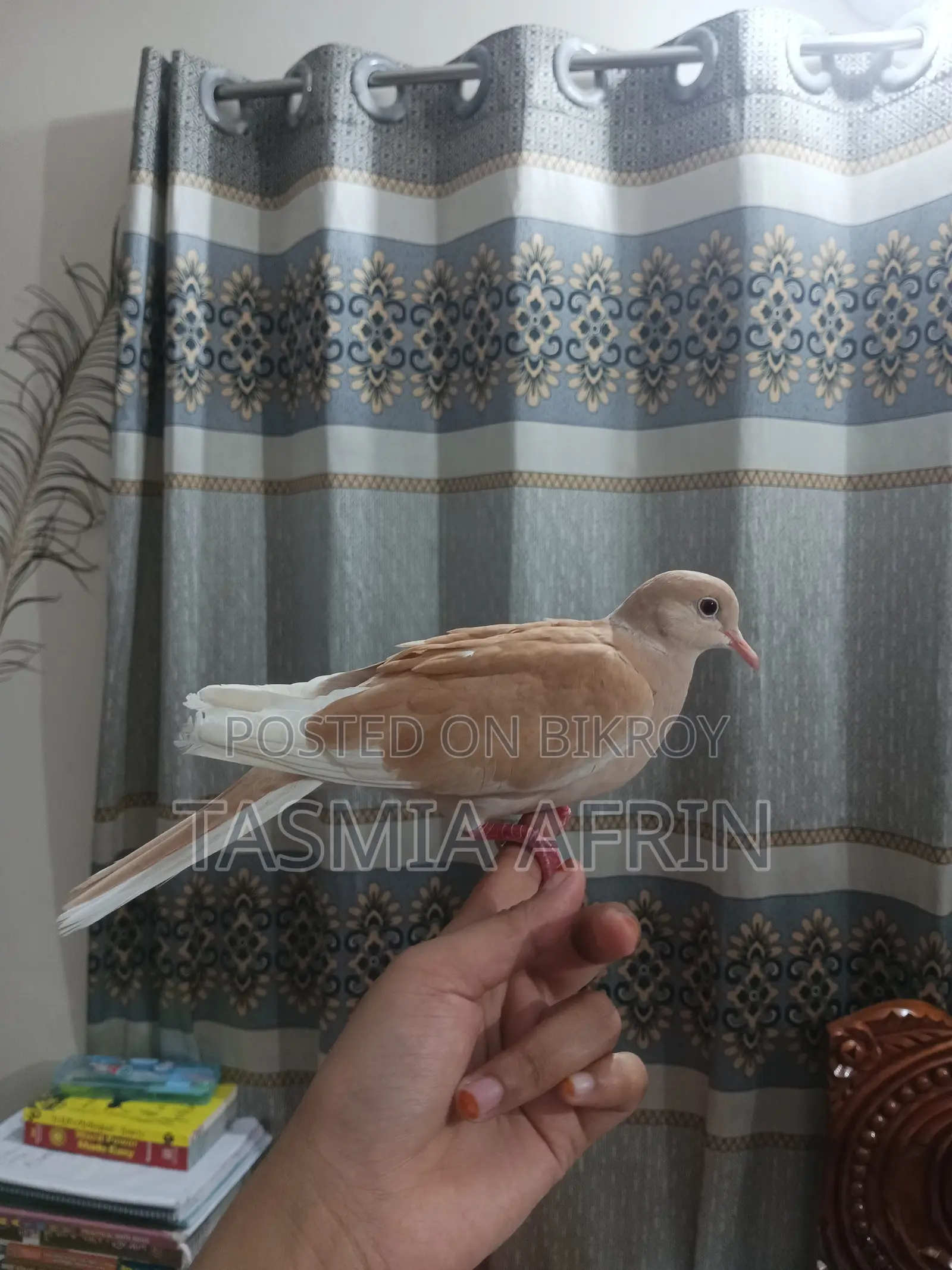 Australian Dove