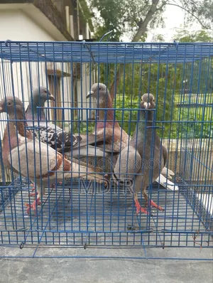 Racer Pigeon